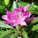 Fleurs des Causses et des Cévennes, Rhododendron de Smirnow, fiche descriptive, photos