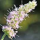 Fleurs des Causses et des Cévennes, Menthe à longues feuilles, fiche descriptive, photos