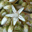 Fleurs des Causses et des Cévennes, Orpin blanc , fiche descriptive, photos