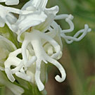 Fleurs des Causses et des Cévennes, Orchis singe forme albinos , fiche descriptive, photos