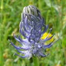 Fleurs des Causses et des Cévennes, Raiponce en épi bleue, fiche descriptive, photos