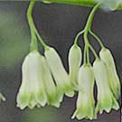 Fleurs des Causses et des Cévennes, Sceau de Salomon multiflore, fiche descriptive, photos