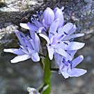 Fleurs des Causses et des Cevennes, Scille lis jacinthe, fiche descriptive, photos