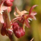 Fleurs des Causses et des Cévennes, Rumex petite oseille, fiche descriptive, photos