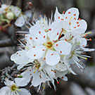 Fleurs des Causses et des Cévennes, Prunellier , fiche descriptive, photos