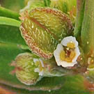 Fleurs des C ausses et des Cévennes, Euphorbe à feuilles tachées, fiche descriptive, photos