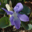 Fleurs des Causses et des Cévennes, Violette de Rivin, fiche descriptive, photos