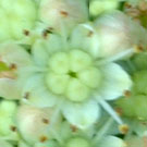 Fleurs des Causses et des Cévennes, Grand orpin, fiche descriptive, photos