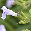 Fleurs des Causses et des Cévennes, Petit calament, fiche descriptive, photos