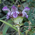 Fleurs des Causses et des Cévennes, Brunelle à feuilles d'hysope, fiche descriptive, photos