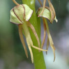 Fleurs des Causses et des Cévennes, Orchis homme pendu, fiche descriptive, photos