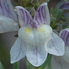 Fleurs des Causses et des Cévennes, Linaire striée, fiche descriptive, photos