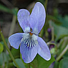 Fleurs des Causses et des Cévennes, Violette hérissée, fiche descriptive, photos