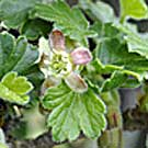 Fleurs des Causses et des Cévennes, Groseillier à maquereaux, fiche descriptive, photos