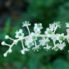 Fleurs des Causses et des Cévennes, Phytolaque, fiche descriptive, photos