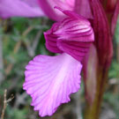 Fleurs des Causses et des Cévennes, Grand Orchis papillon, fiche descriptive, photos