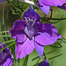 Fleurs des Causses et des Cévennes, Dauphinelle cultivée, fiche descriptive, photos
