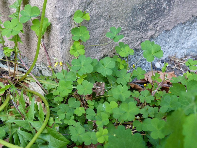 Oxalide corniculée